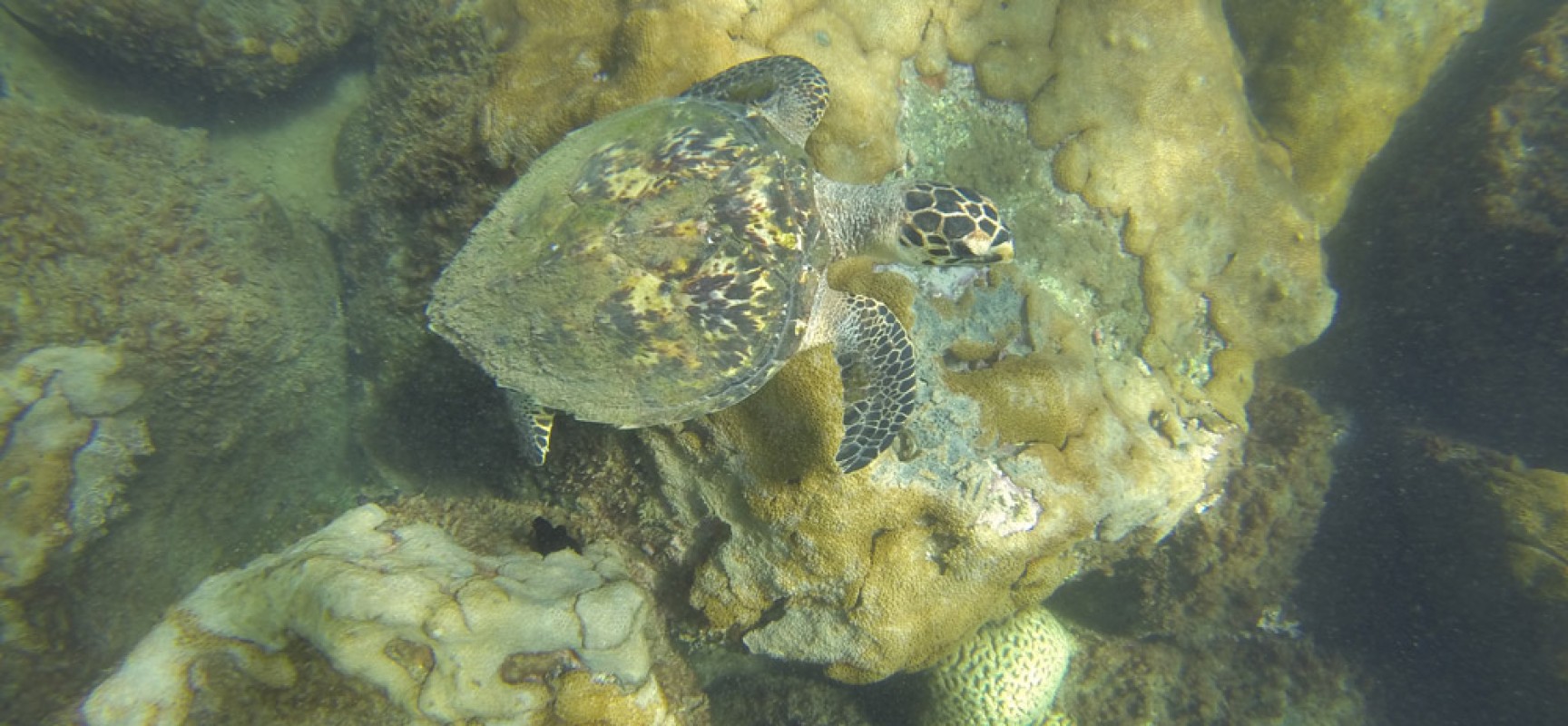 Primeira desova de tartarugas marinhas em Ilhabela é registrada na praia do Bonete