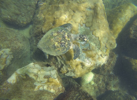 Primeira desova de tartarugas marinhas em Ilhabela é registrada na praia do Bonete