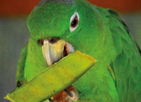 Ilhabela escolhe “Papagaio-Moleiro” como ave-símbolo da cidade