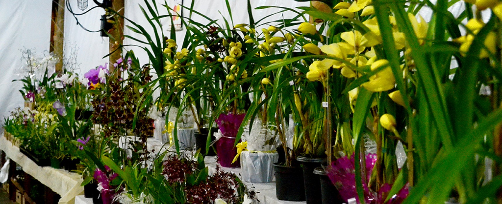 Exposição de orquídeas será a atração no  fim de semana do Dia das Mães em Ilhabela