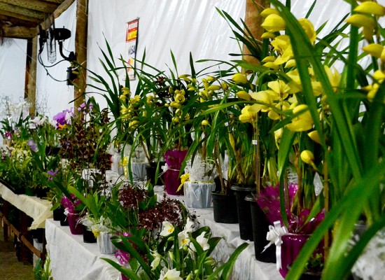 Exposição de orquídeas será a atração no  fim de semana do Dia das Mães em Ilhabela