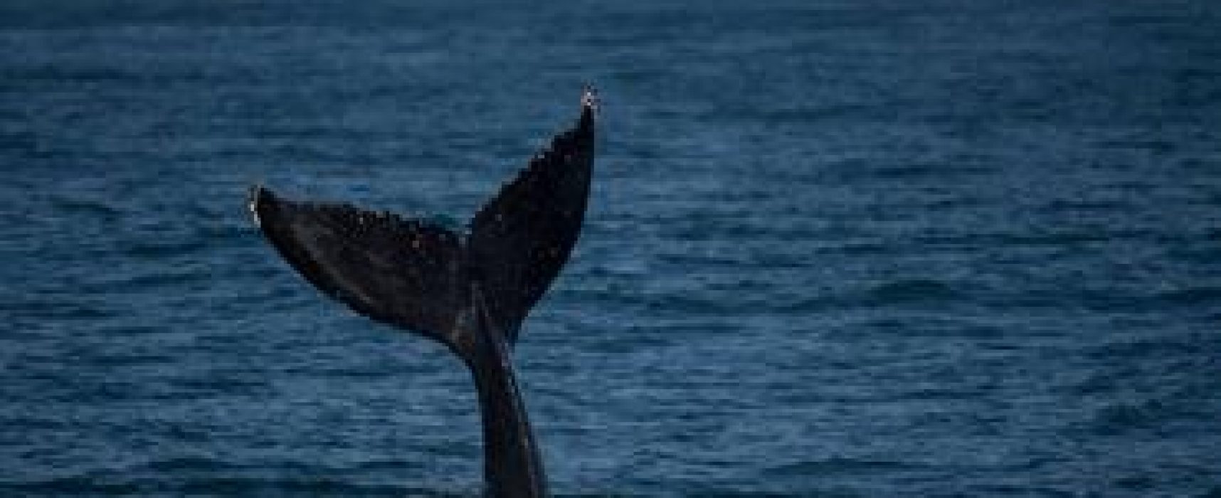 Semana de Vela de Ilhabela pode ter novamente companhia de baleias