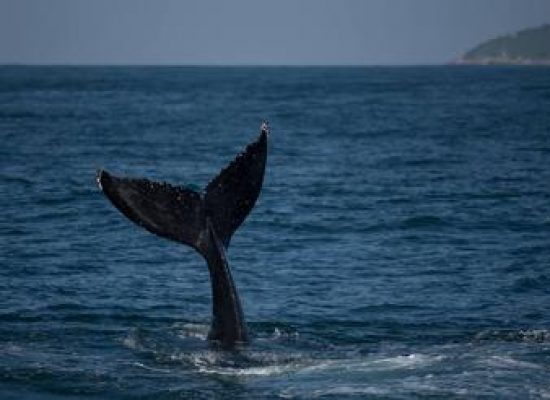 Semana de Vela de Ilhabela pode ter novamente companhia de baleias