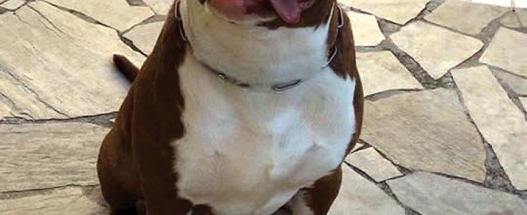 Cães treinados são mais felizes!