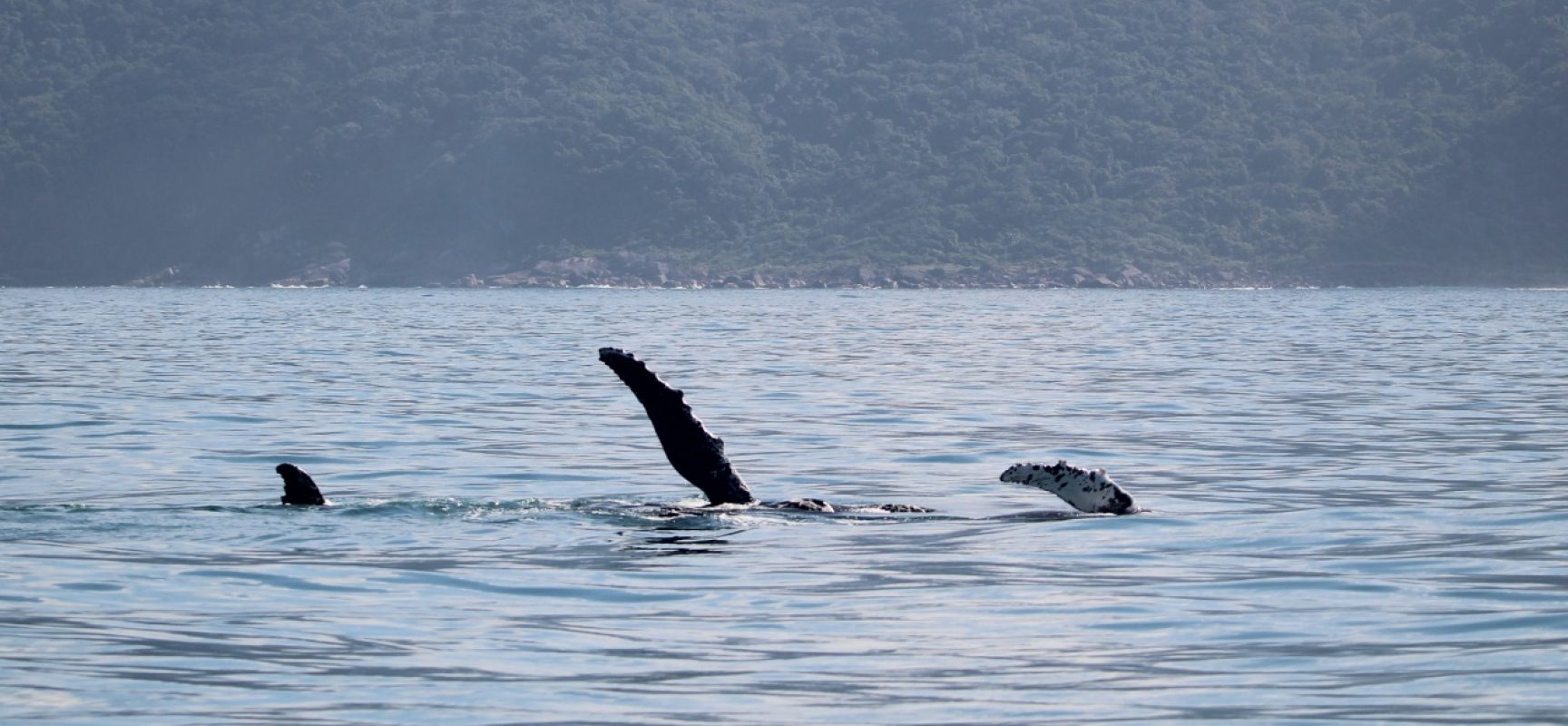 Equipe do Instituto Argonauta avista “mamães” baleias jubartes com seus filhotes em Ilhabela