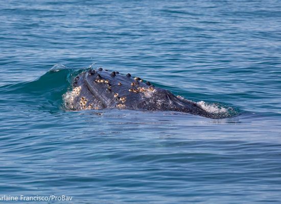 Presença de baleias em Ilhabela volta a atingir números recordes em 2020